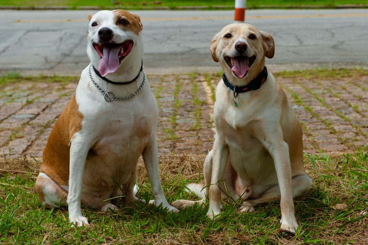 Em Floriano, o número de casos da doença tem aumentado e causado preocupação aos tutores de pet.