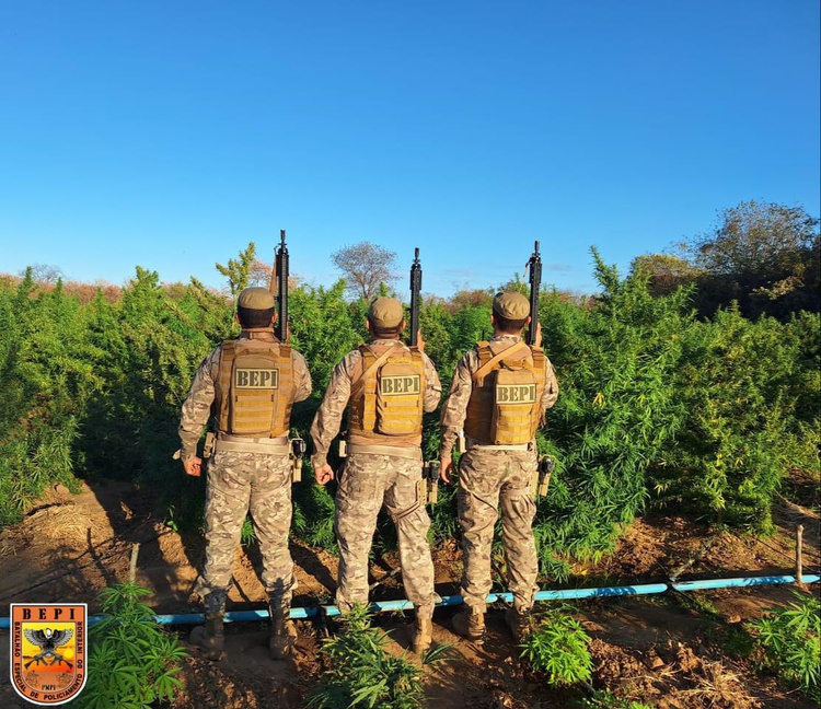 Polícia Militar localiza roça de maconha de cerca de 5 hectares na zona rural de Nazaré do Piauí