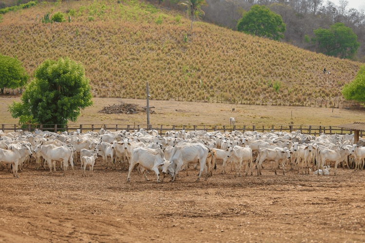 vacinação bruceloso bovina